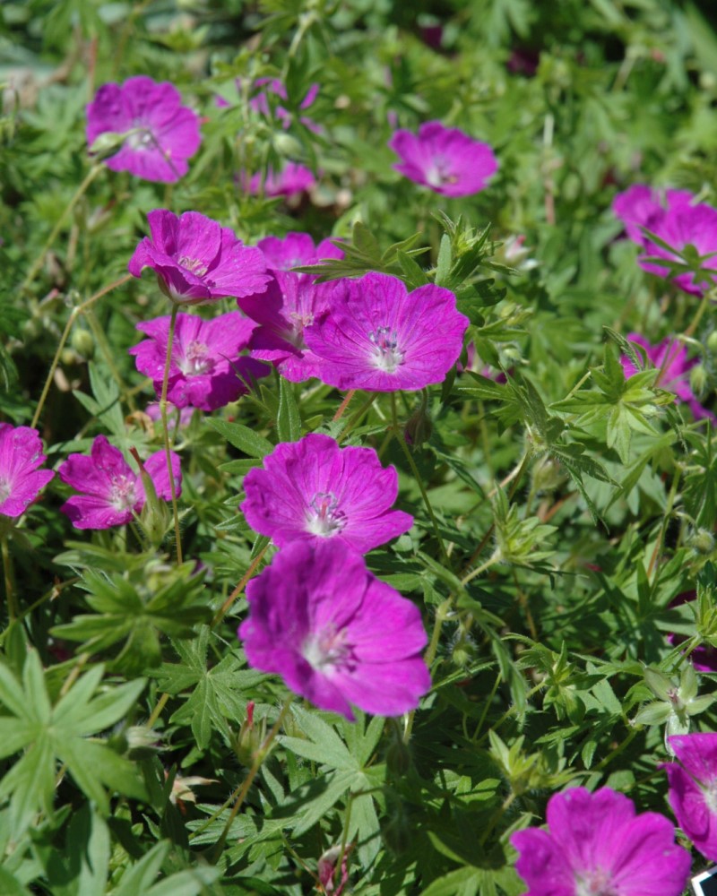 New Hampshire Purple Cranesbill #1<br><i>Geranium sanguineum New Hampshire Purple</br></i>