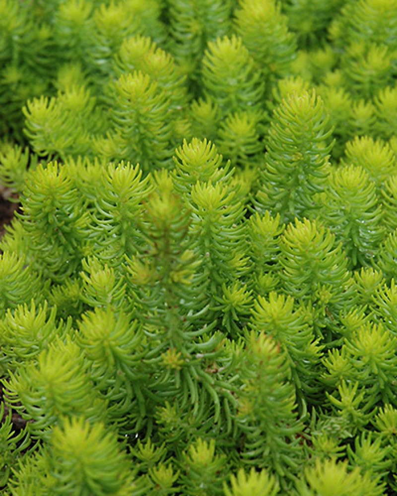 Sedum Angelina #1