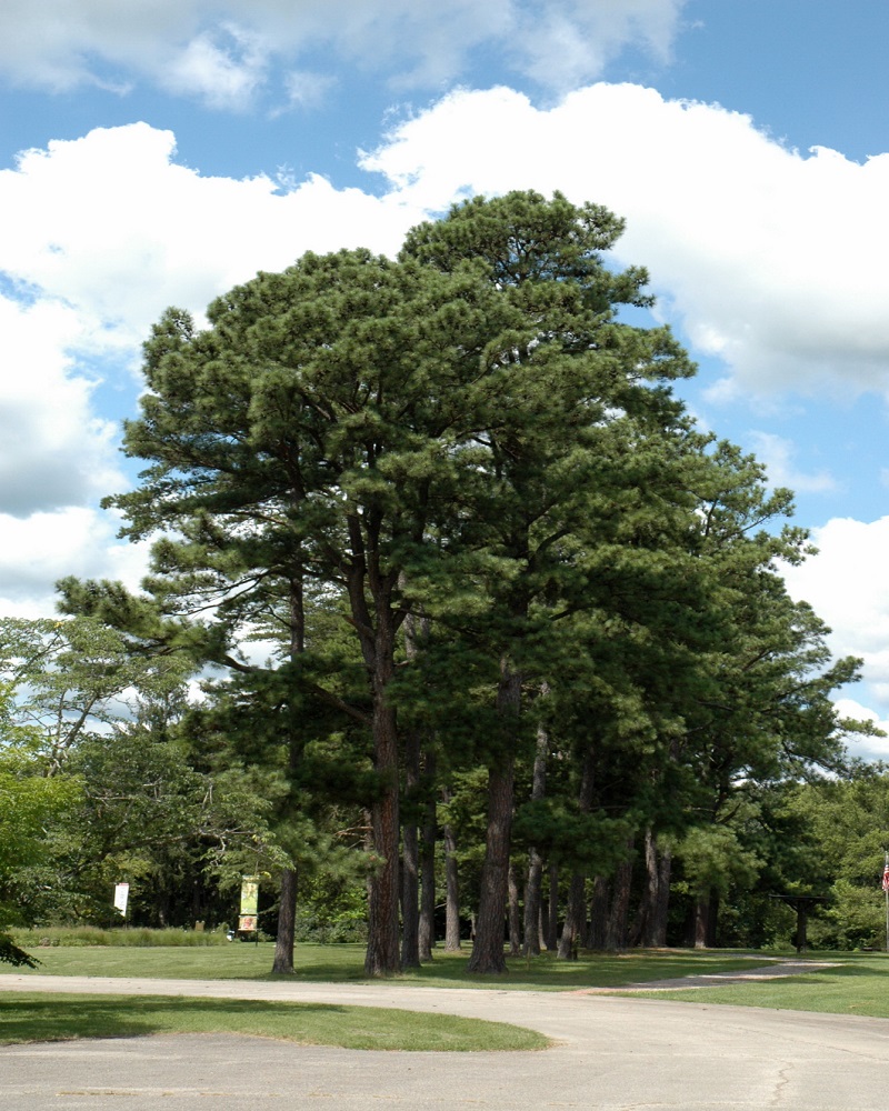 Austrian Pine #15<br><i>Pinus nigra</br></i>