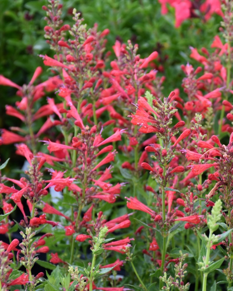 Kudos Red Hyssop #1<br><i>Agastache Kudos Red</br></i>