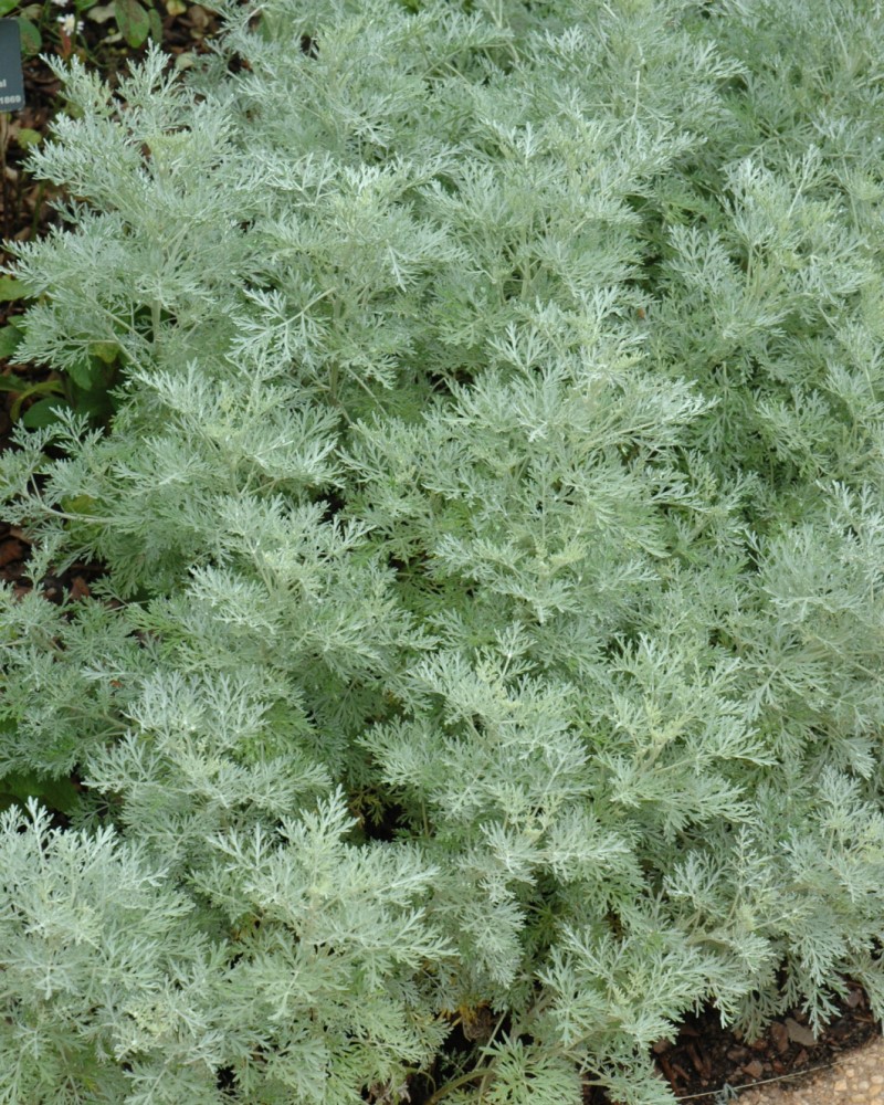 Powis Castle Artemesia #1<br><i>Artemisia Powis Castle</br></i>