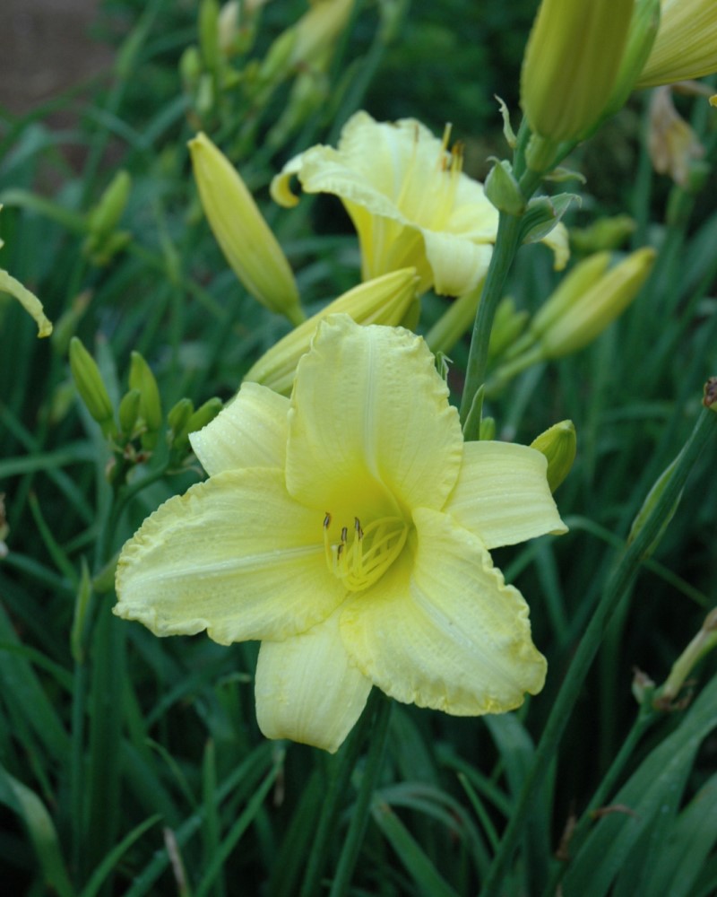 Happy Returns Daylily #1<br><i>Hemerocallis Happy Returns</br></i>