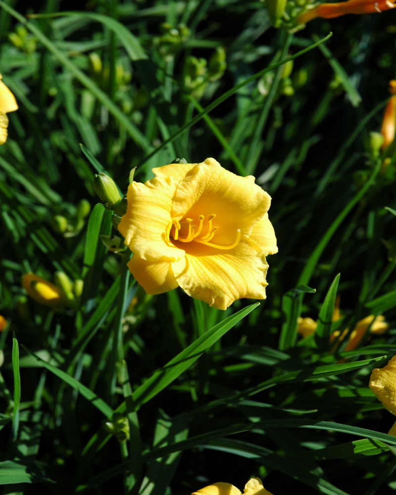 Stella D'Oro Daylily<br><i>Hemerocallis Stella de Oro</br></i>