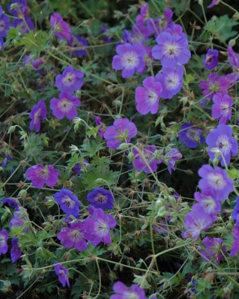 Rozanne Cranesbill #1<br><i>Geranium Rozanne</br></i>