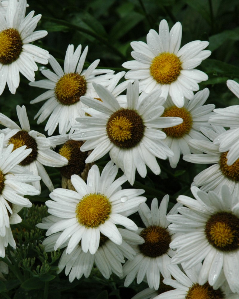 Alaska Shasta Daisy #1<br><i>Leucanthemum x superbum Alaska</br></i>