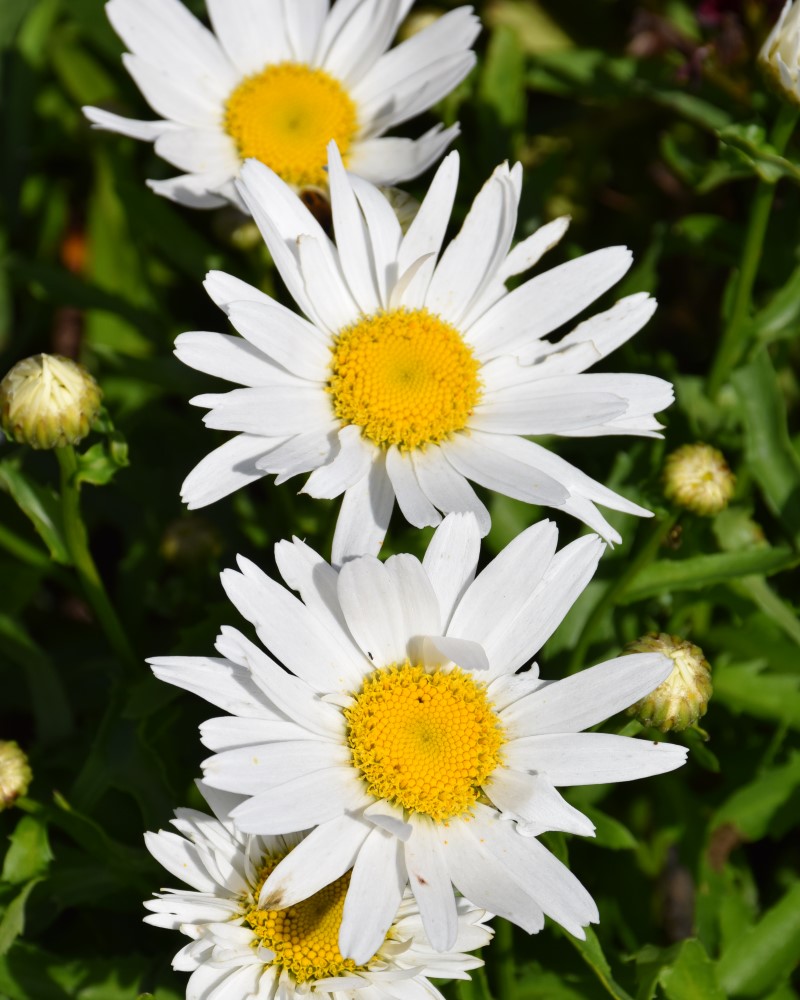 Madonna Shasta Daisy #1<br><i>Leucanthemum x superbum Madonna</br></i>