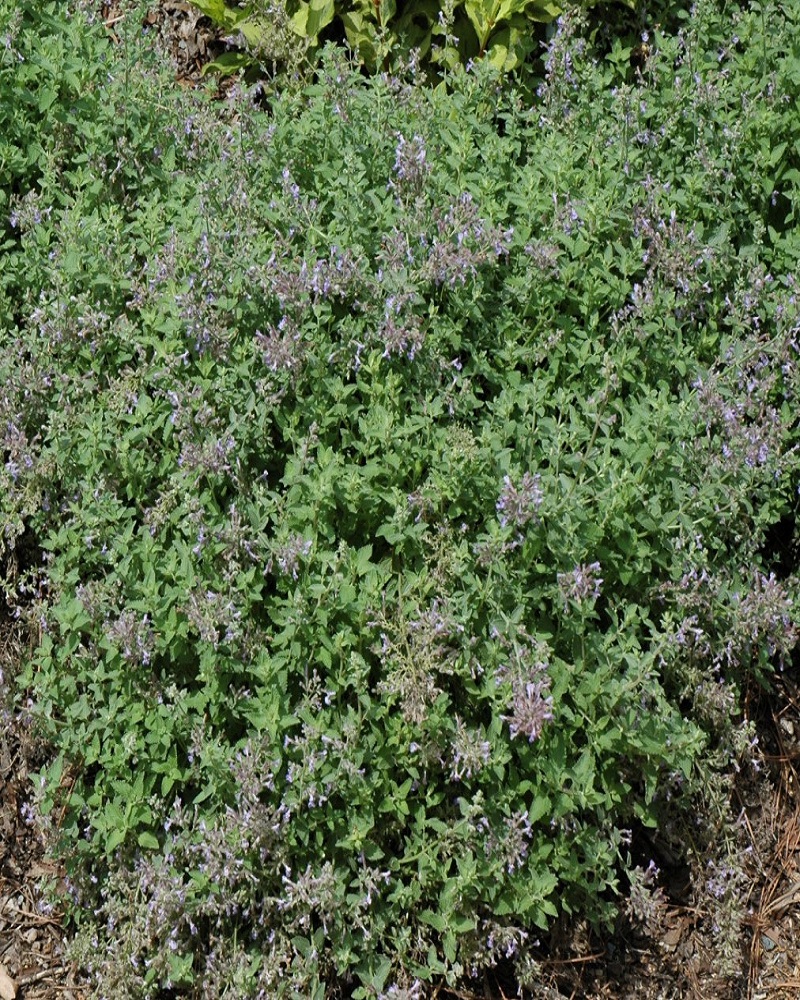 Junior Walker Catmint #1<br><i>Nepeta x faassenii Novanepjun</br></i>