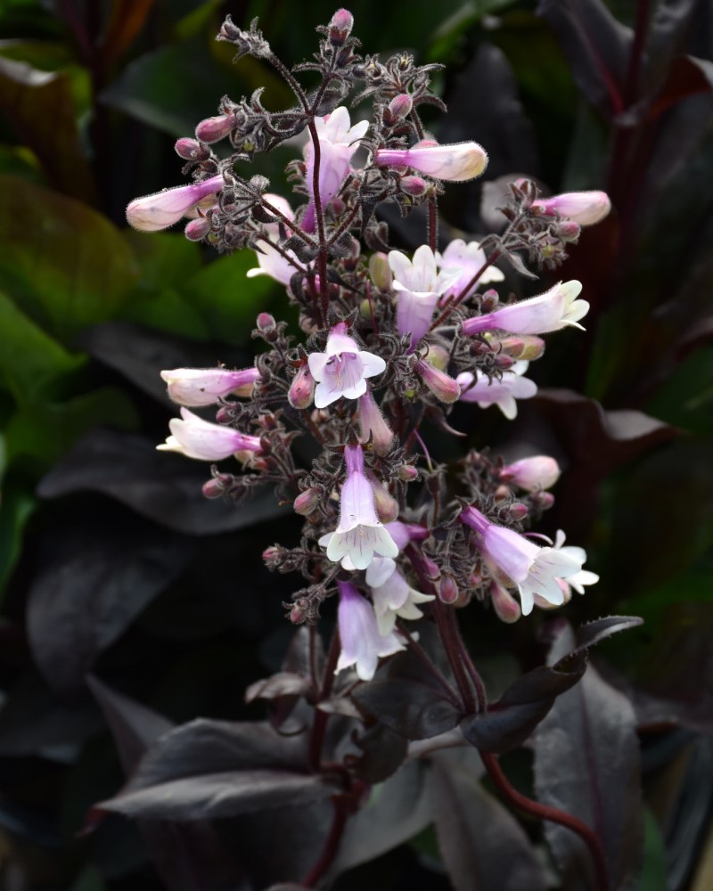 Dark Towers Beard Tongue #1<br><i>Penstemon Dark Towers</br></i>