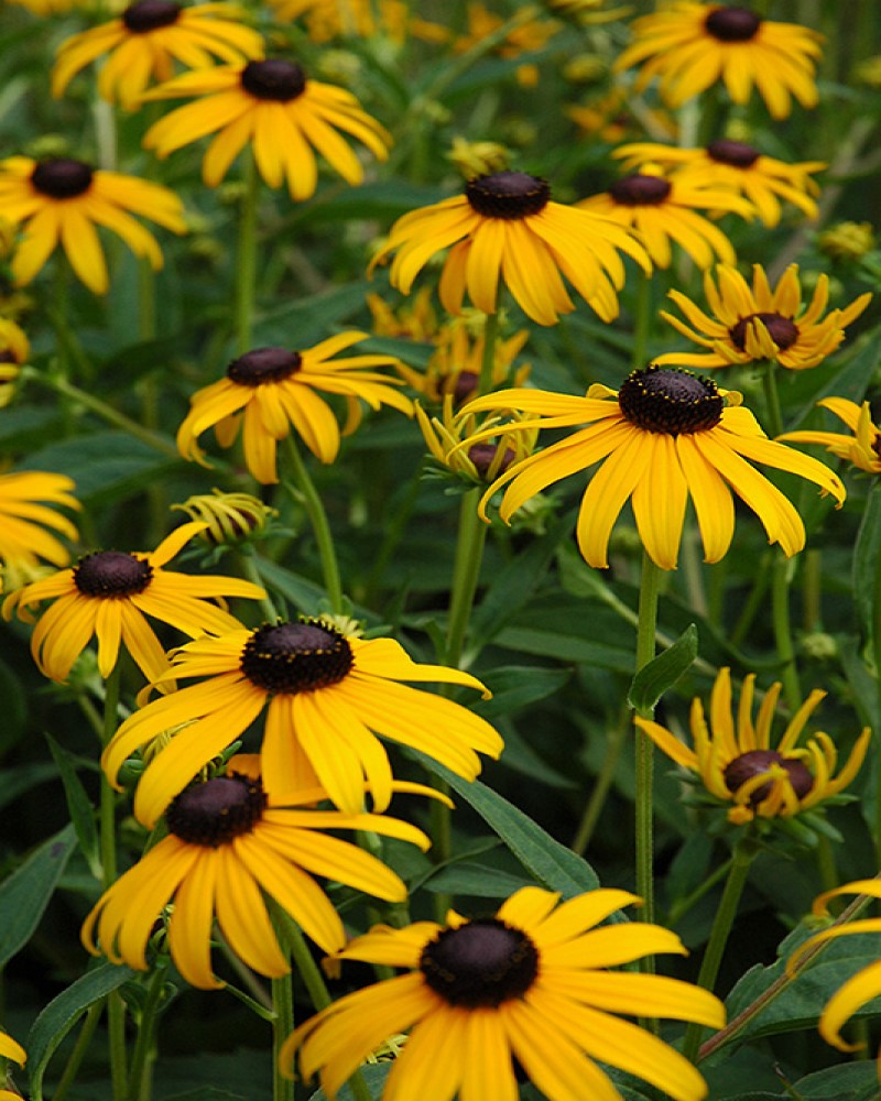 Goldsturm Coneflower #1<br><i>Rudbeckia fulgida Goldsturm</br></i>