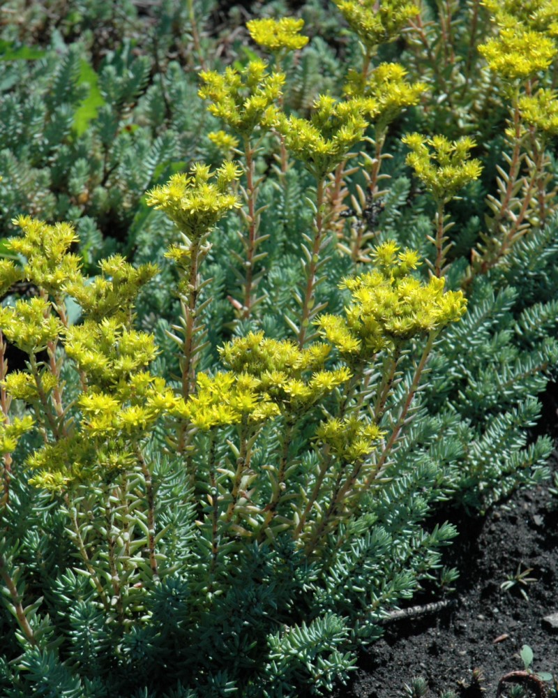 Blue Spruce Stonecrop #1<br><i>Sedum rupestre</br></i>