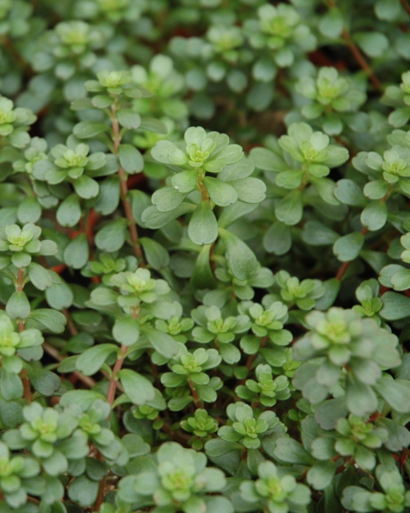 Salsa Verde Stonecrop #1<br><i>Sedum makinoi Salsa Verde</br></i>