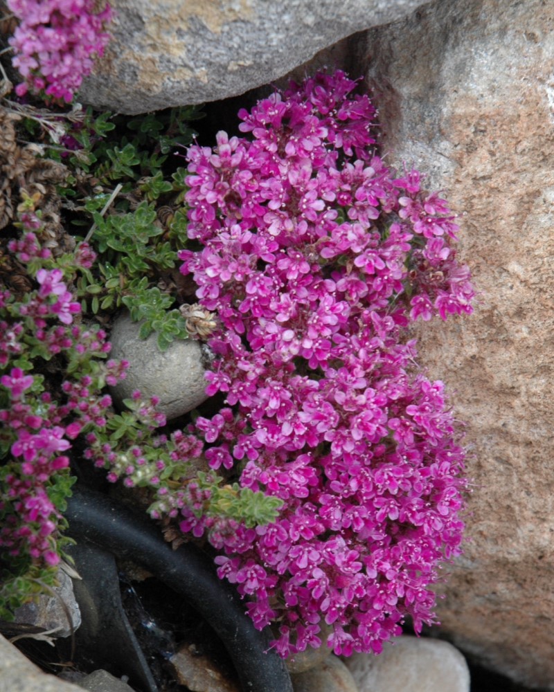 Pink Chintz Creeping Thyme #1<br><i>Thymus praecox Pink Chintz</br></i>