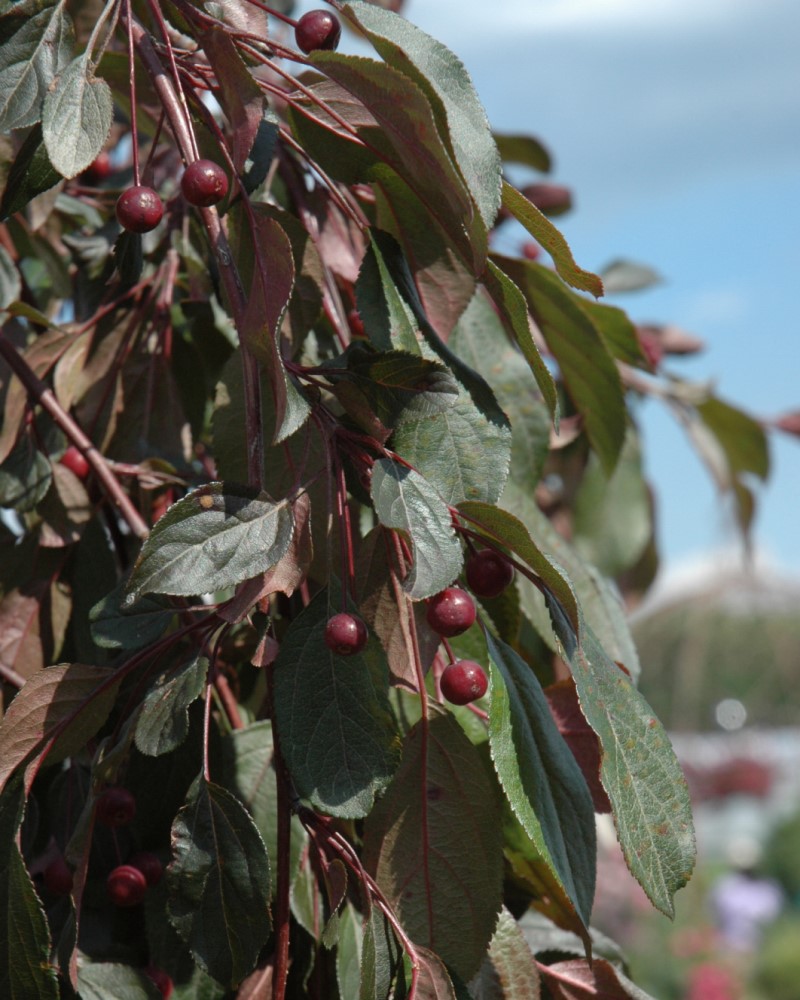 Ruby Tears Flowering Crabapple #15<br><i>Malus Bailears</br></i>