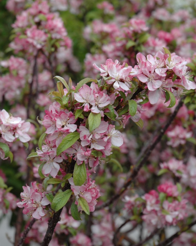 Coralburst Flowering Crabapple #10<br><i>Malus Coralburst</br></i>