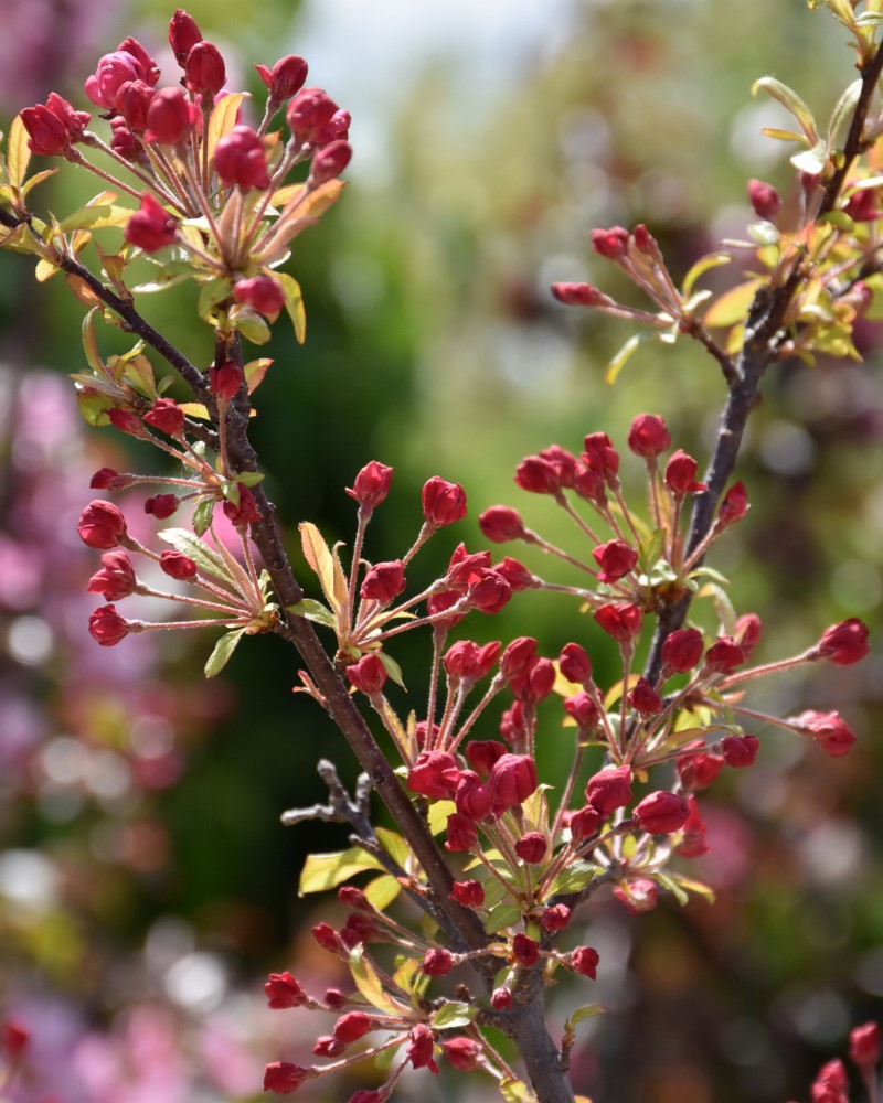 Coralburst Flowering Crabapple #10<br><i>Malus Coralburst</br></i>