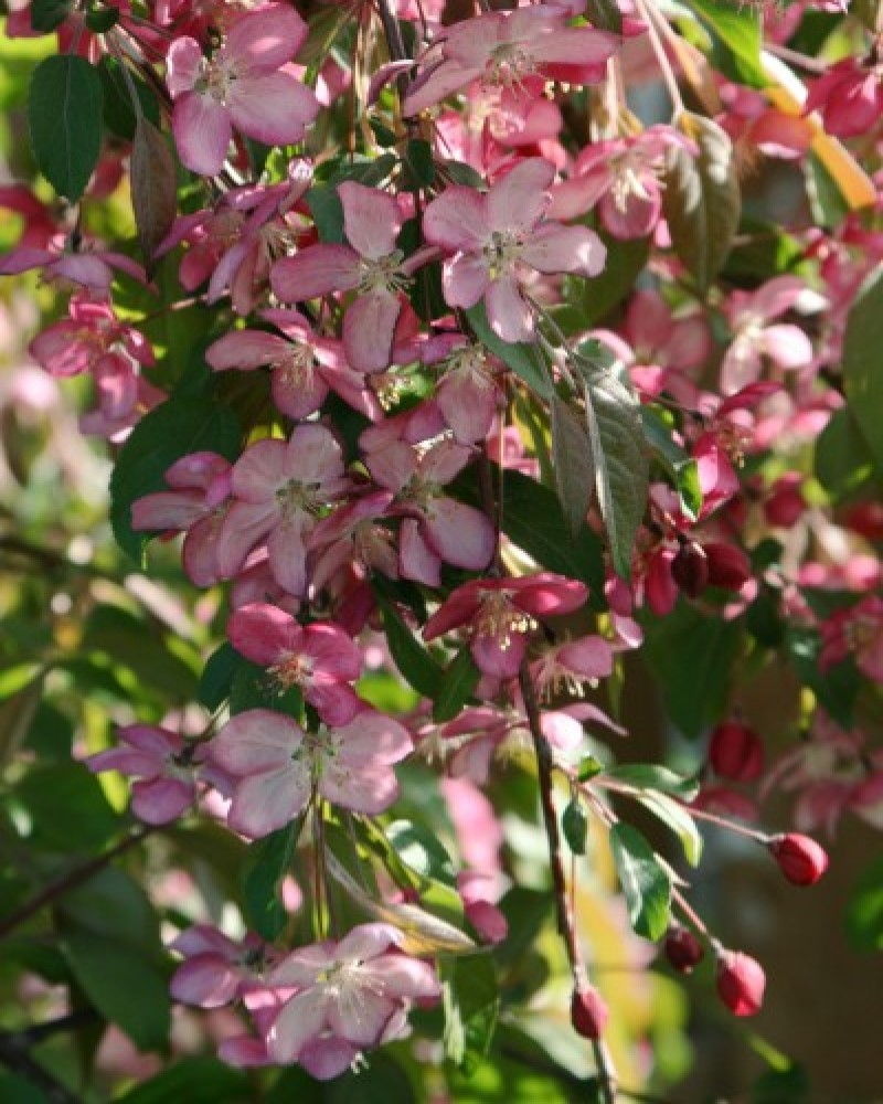 Ruby Tears Flowering Crabapple #15<br><i>Malus Bailears</br></i>