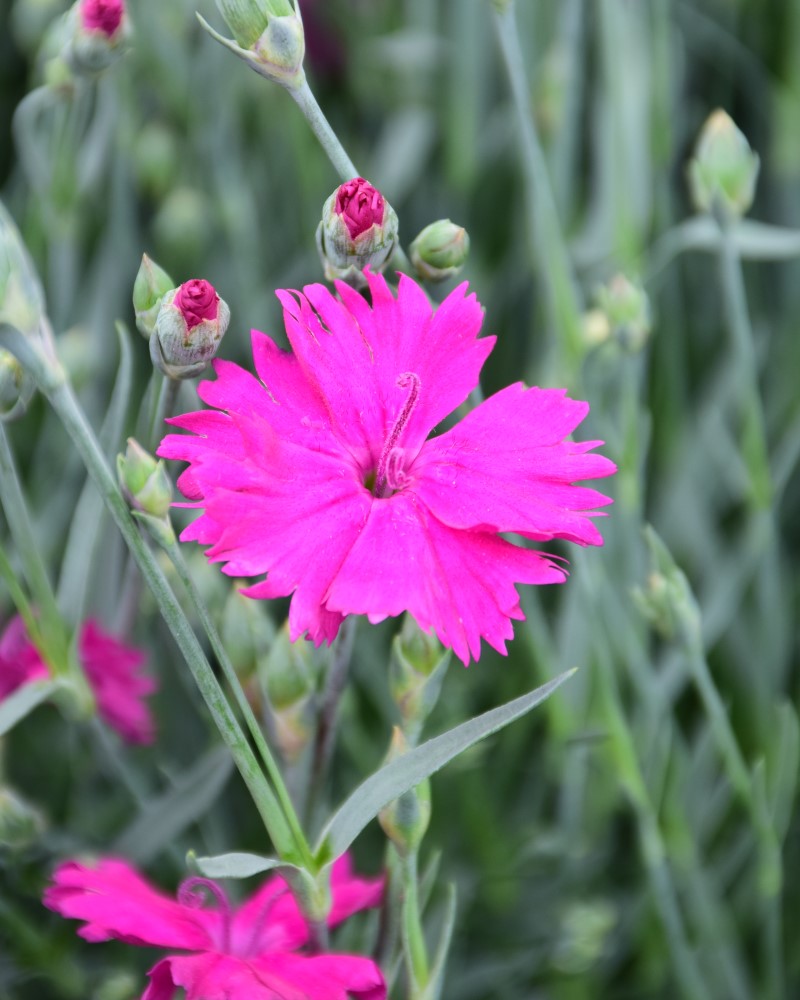 Neon Star Pinks #1<br><i>Dianthus Neon Star</br></i>